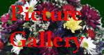 Picture Gallery.